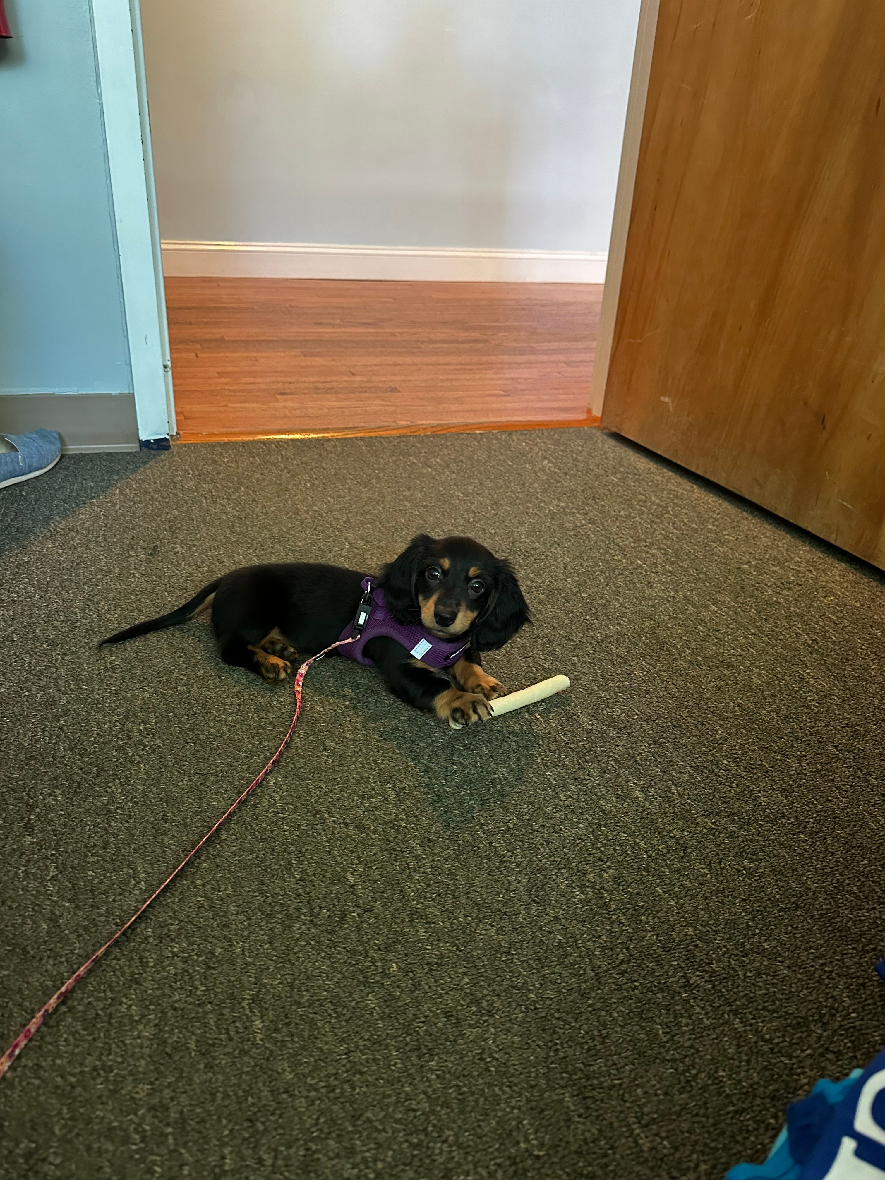 Cute Dachshund Purebred Pup