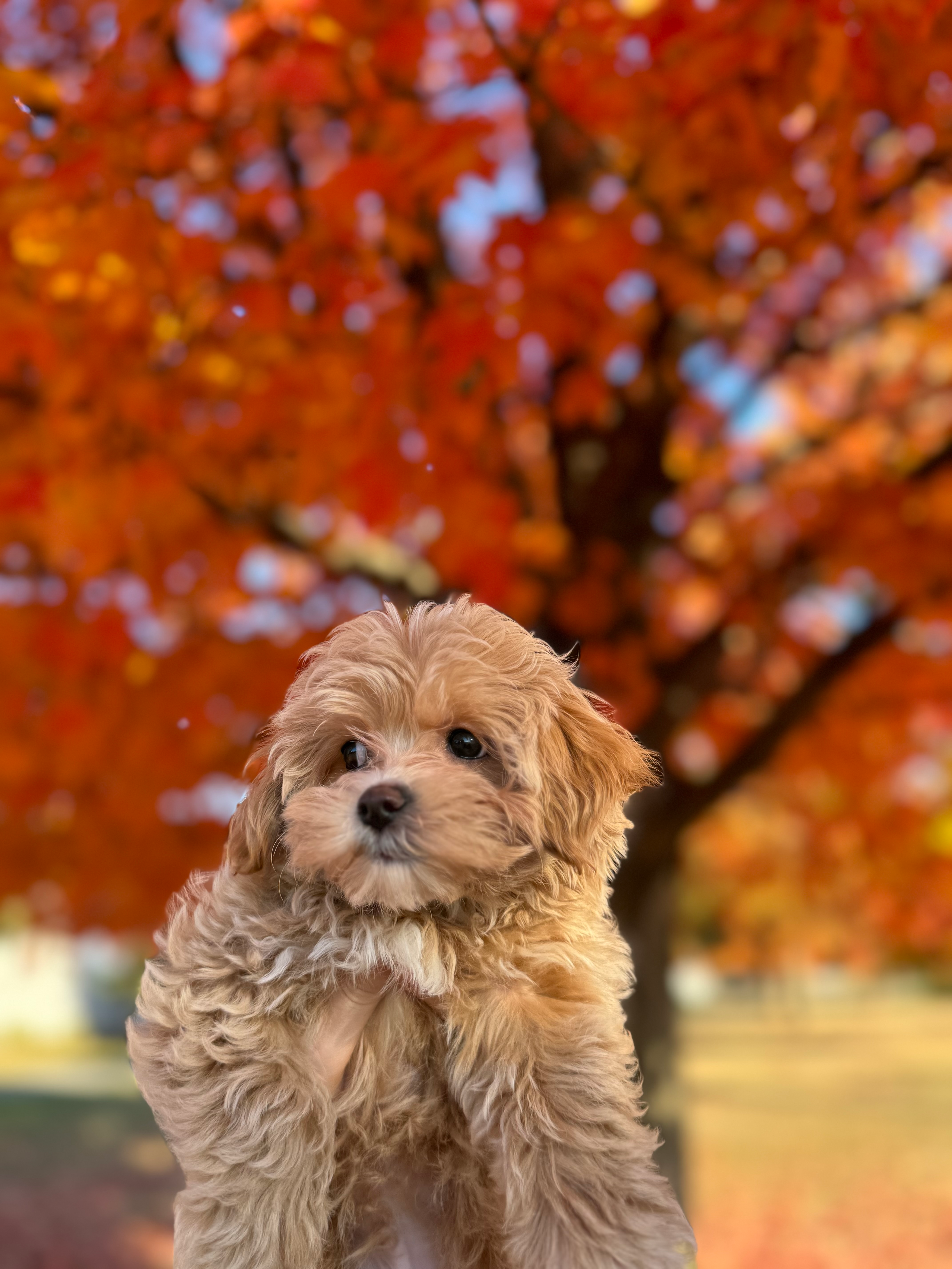 Best Maltipoo Baby