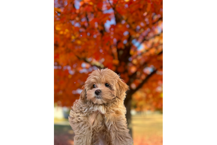 Best Maltipoo Baby