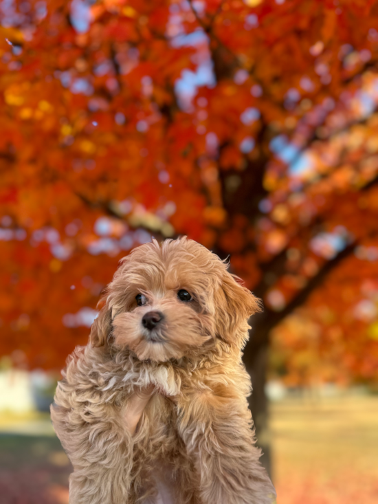 Maltipoo