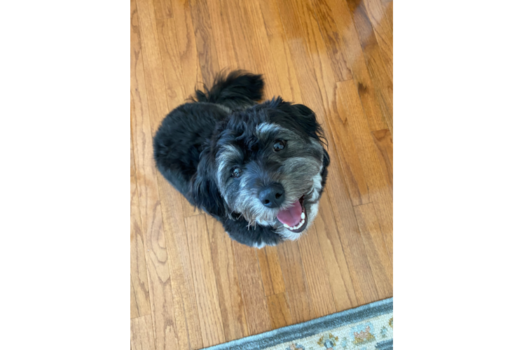 Hypoallergenic Aussie Bichon Designer Puppy