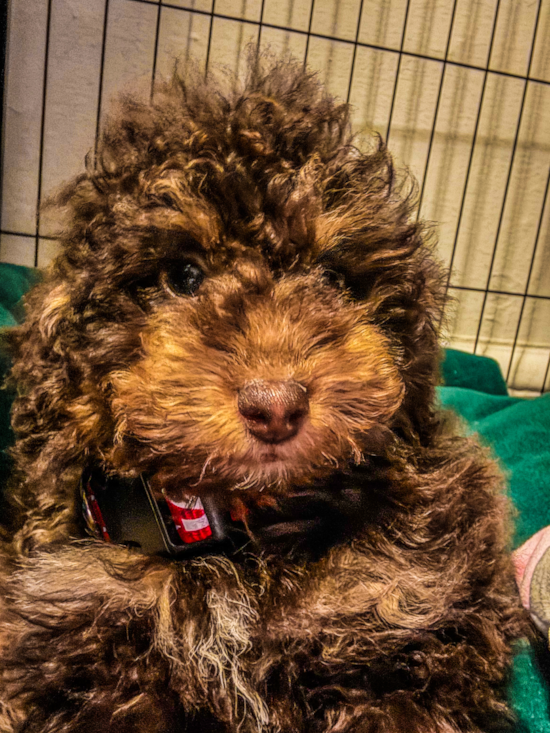 Poodle