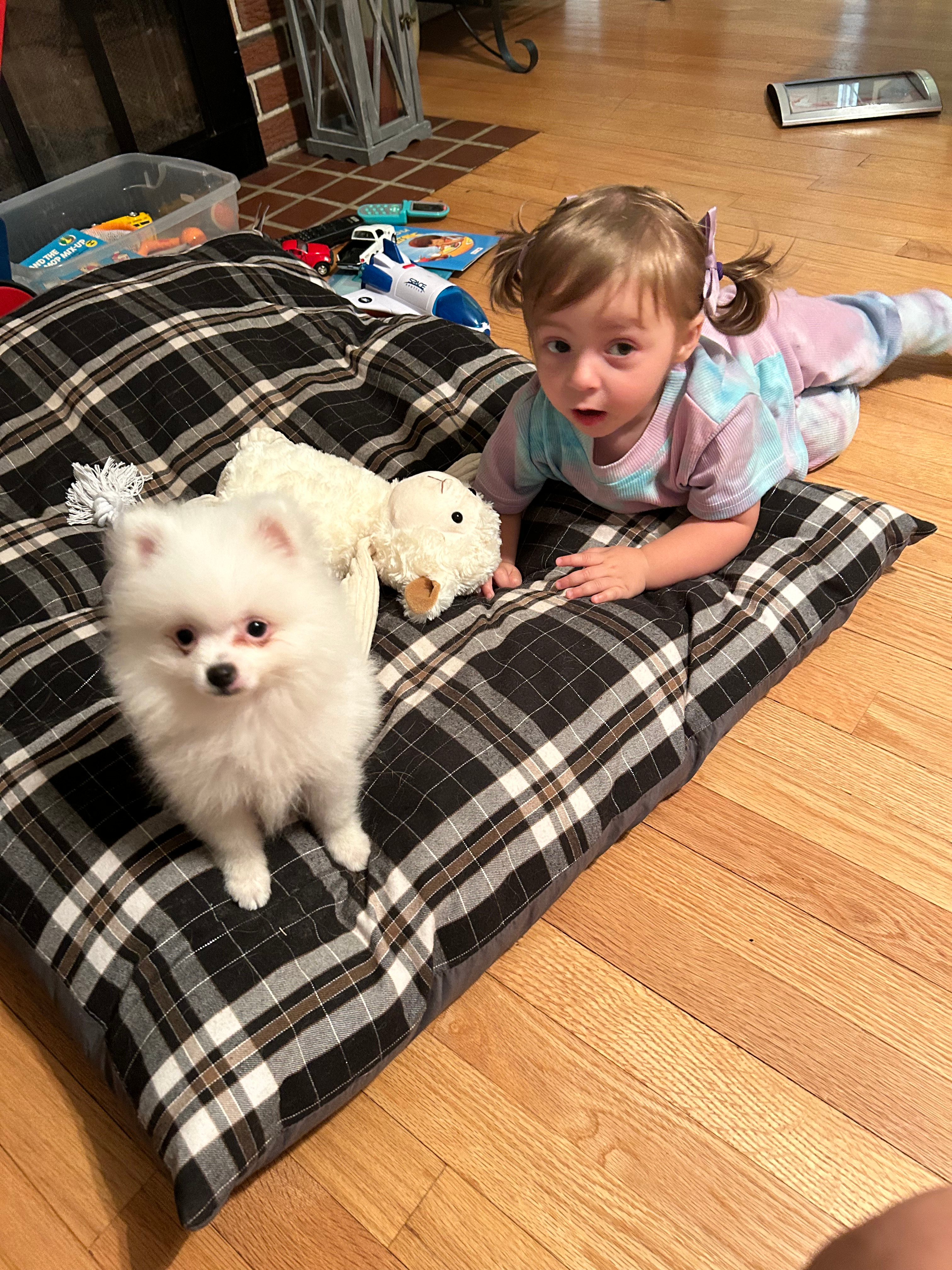 Petite Pomeranian Purebred Puppy