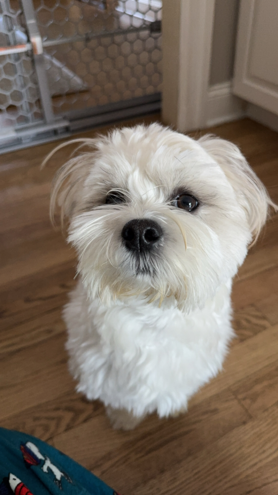 Teddy Bear
