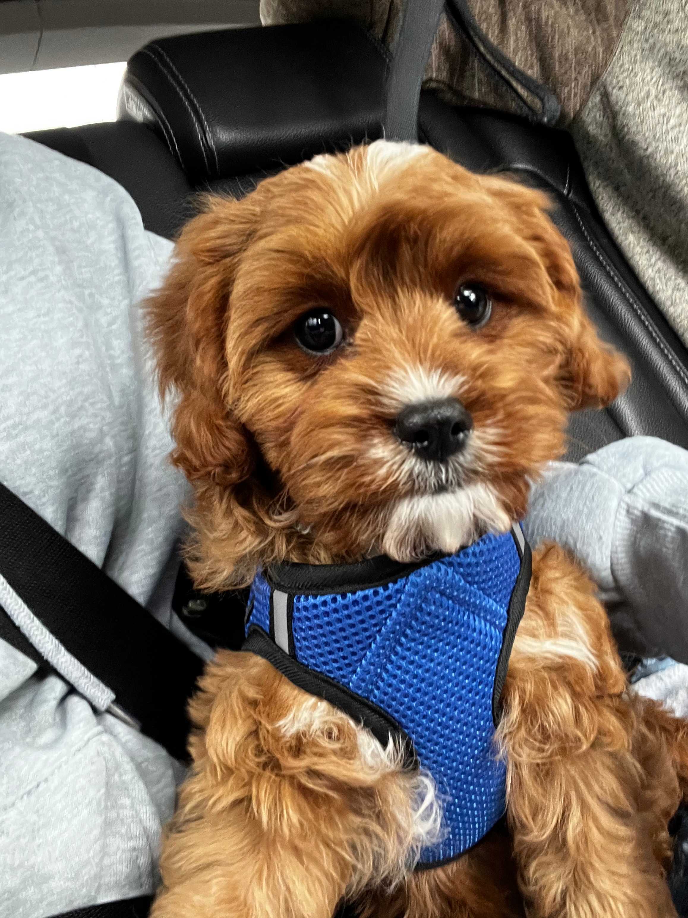 Cavapoo Puppy for Adoption