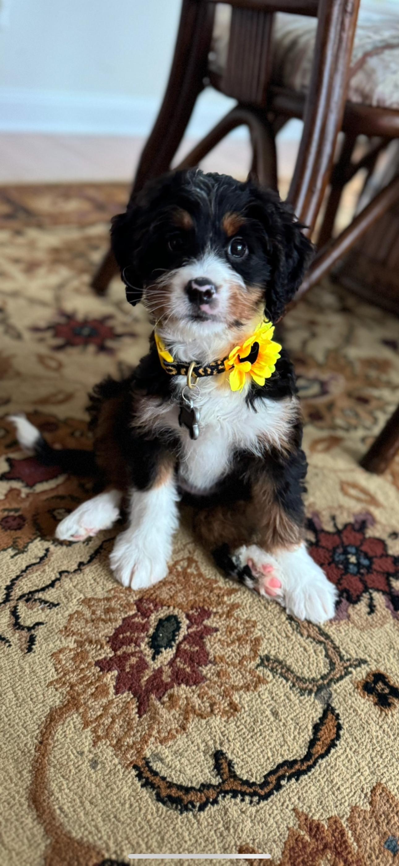 Smart Mini Bernedoodle Poodle Mix Pup