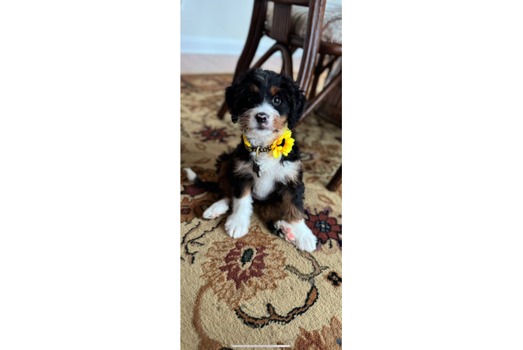 Smart Mini Bernedoodle Poodle Mix Pup