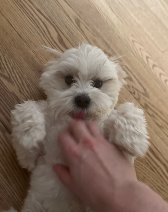 Teddy Bear
