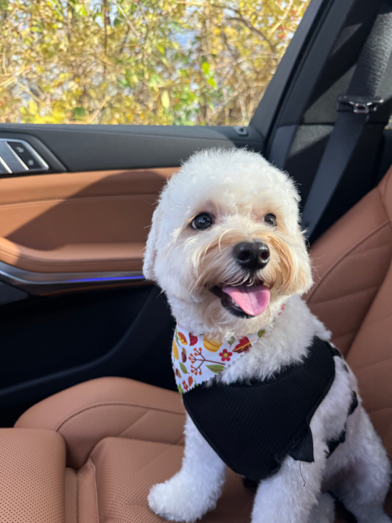 Maltipoo