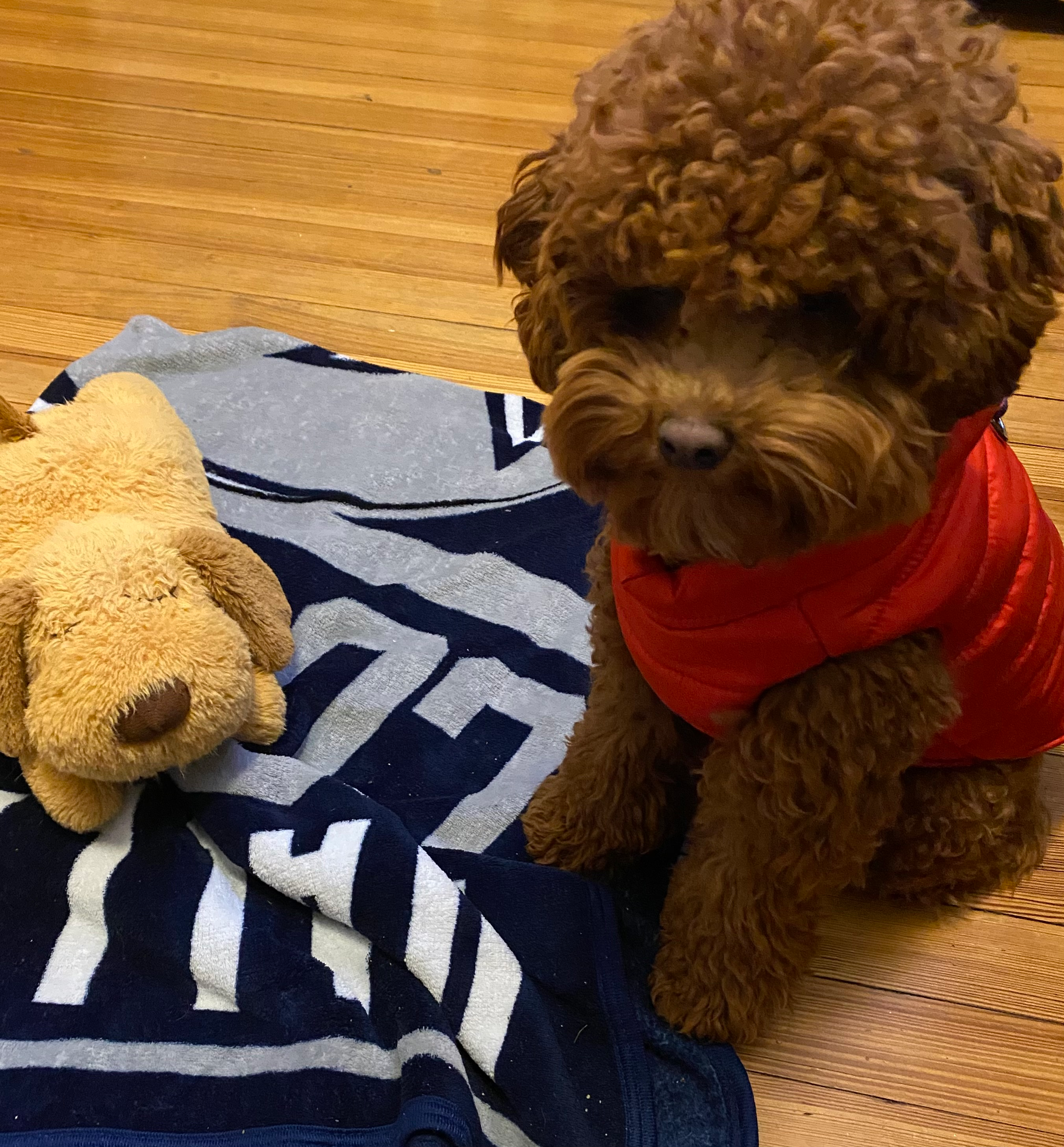Popular Cavapoo Poodle Mix Pup