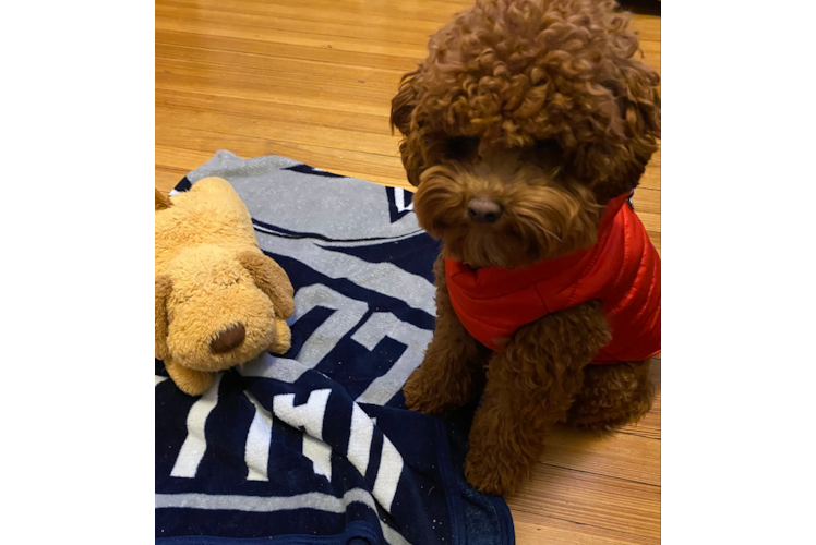 Popular Cavapoo Poodle Mix Pup