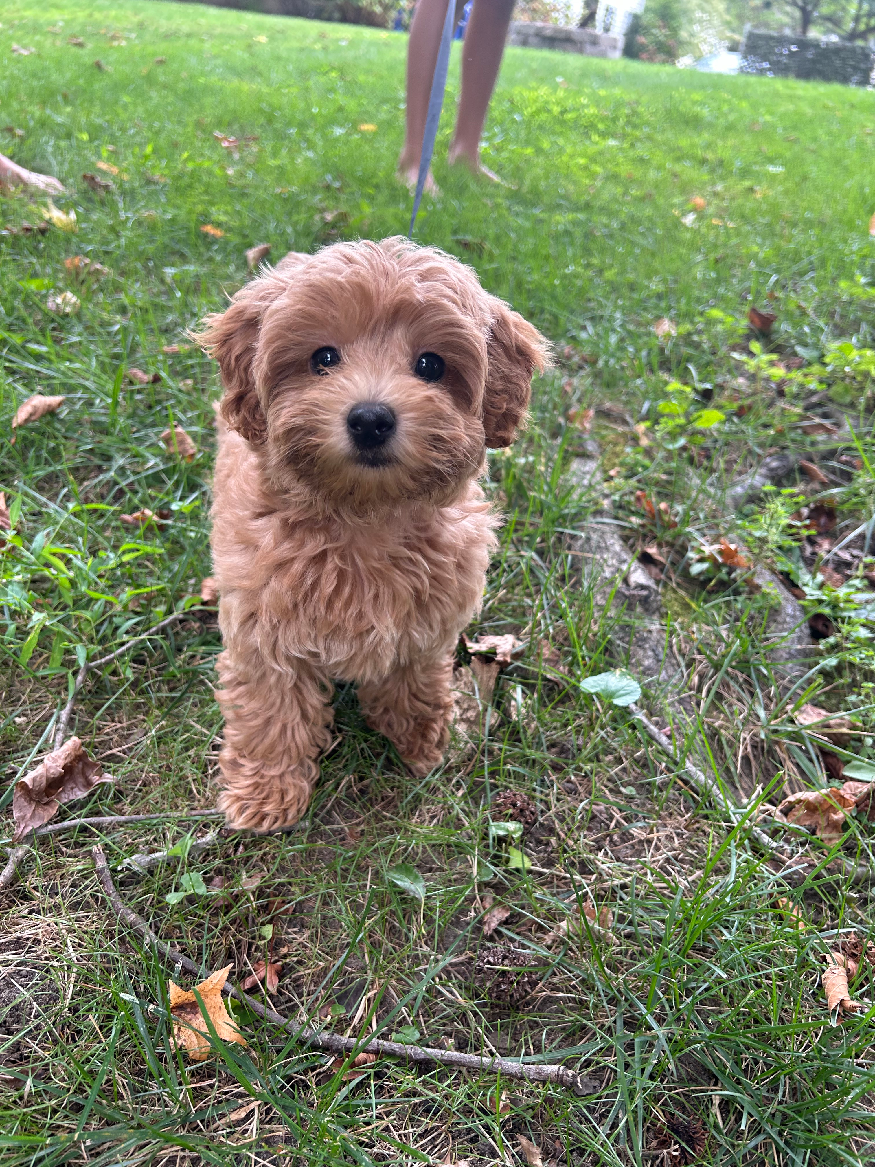 Small Maltipoo Baby