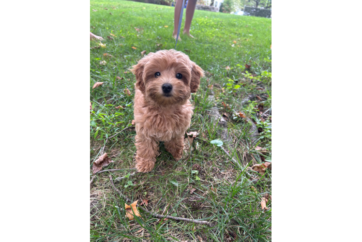 Small Maltipoo Baby