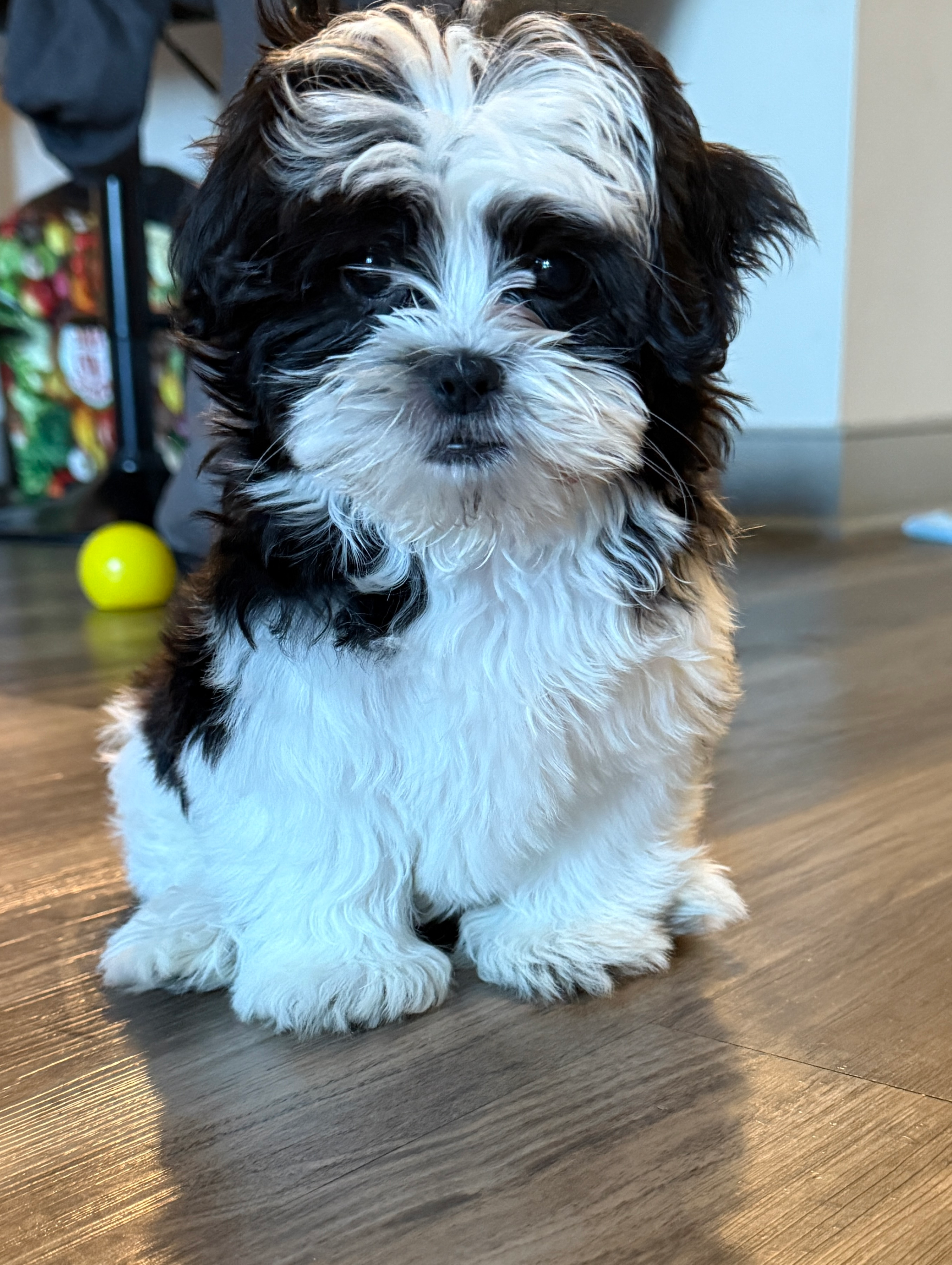 Best Teddy Bear Baby