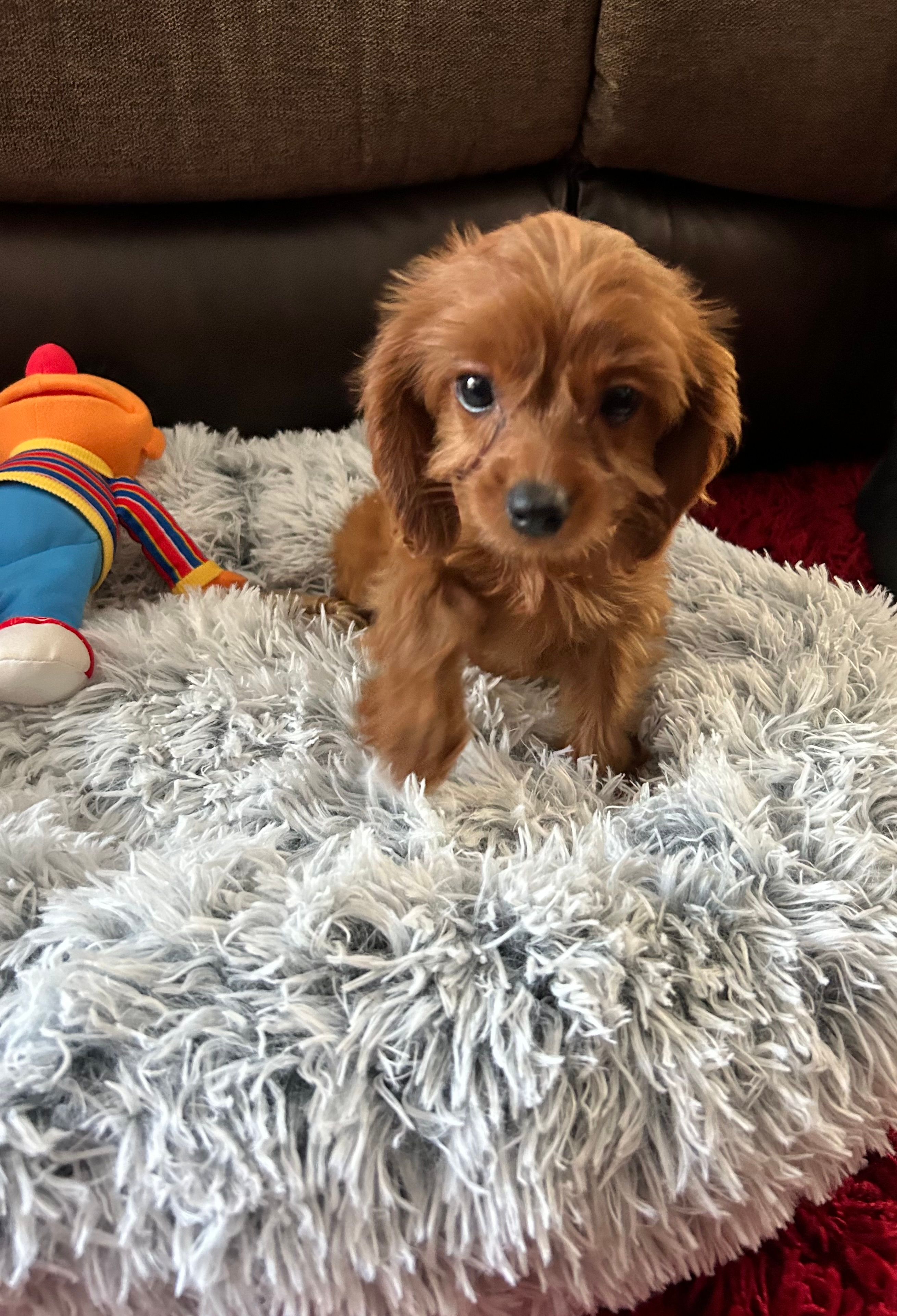 Best Cavapoo Baby