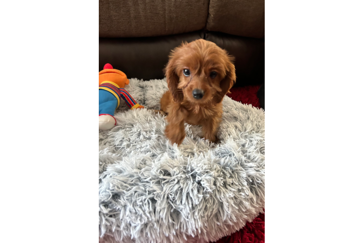 Best Cavapoo Baby