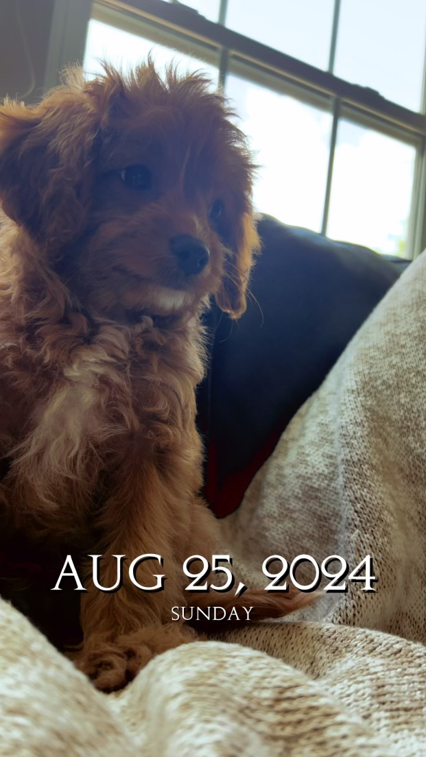 Cavapoo Puppy for Adoption