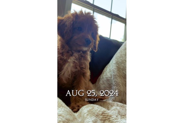 Cavapoo Puppy for Adoption