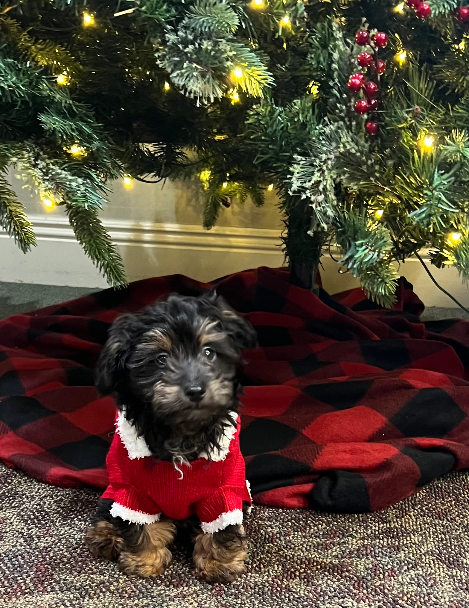 Playful Aussiepoo Poodle Mix Puppy