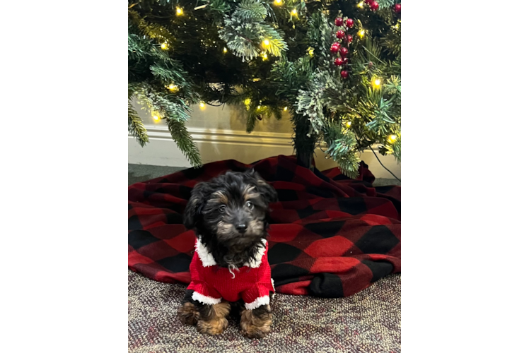 Playful Aussiepoo Poodle Mix Puppy