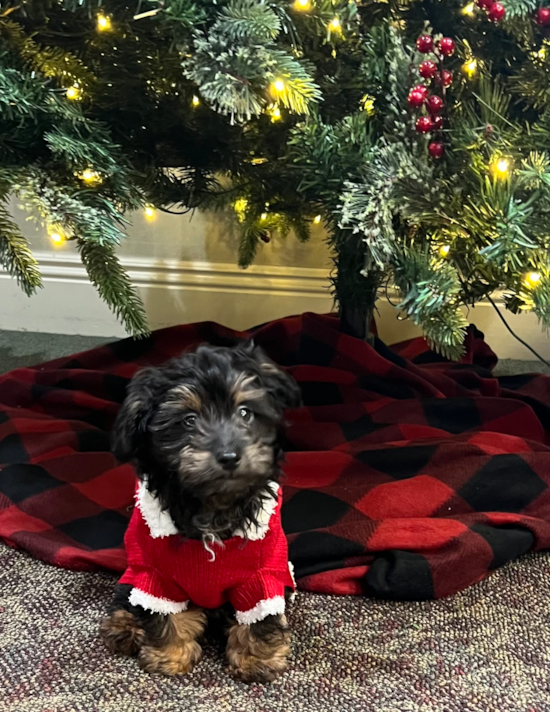 Mini Aussiedoodle