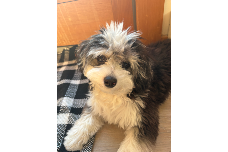 Aussiechon Pup Being Cute