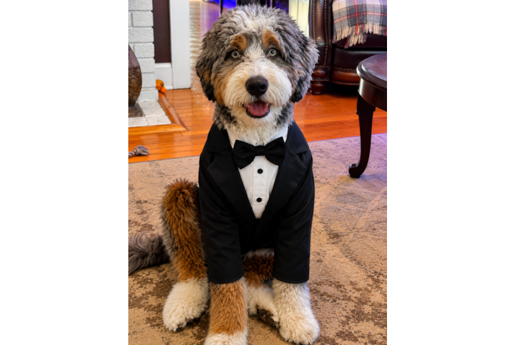 Small Mini Bernedoodle Baby