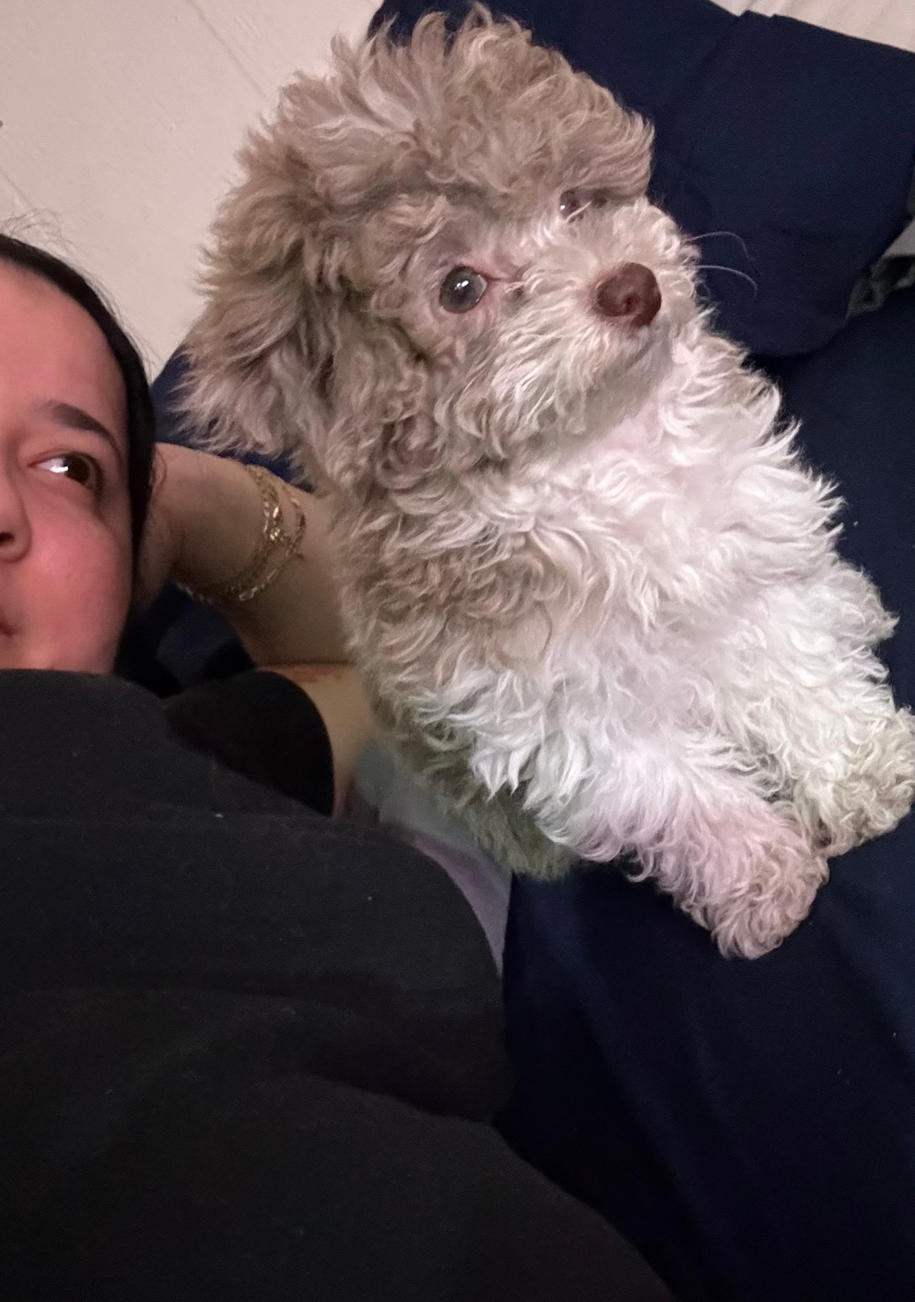 Fluffy Pudle Purebred Puppy