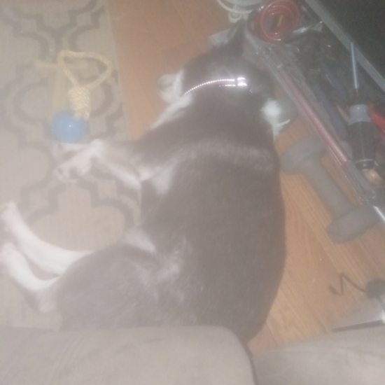 Pomsky