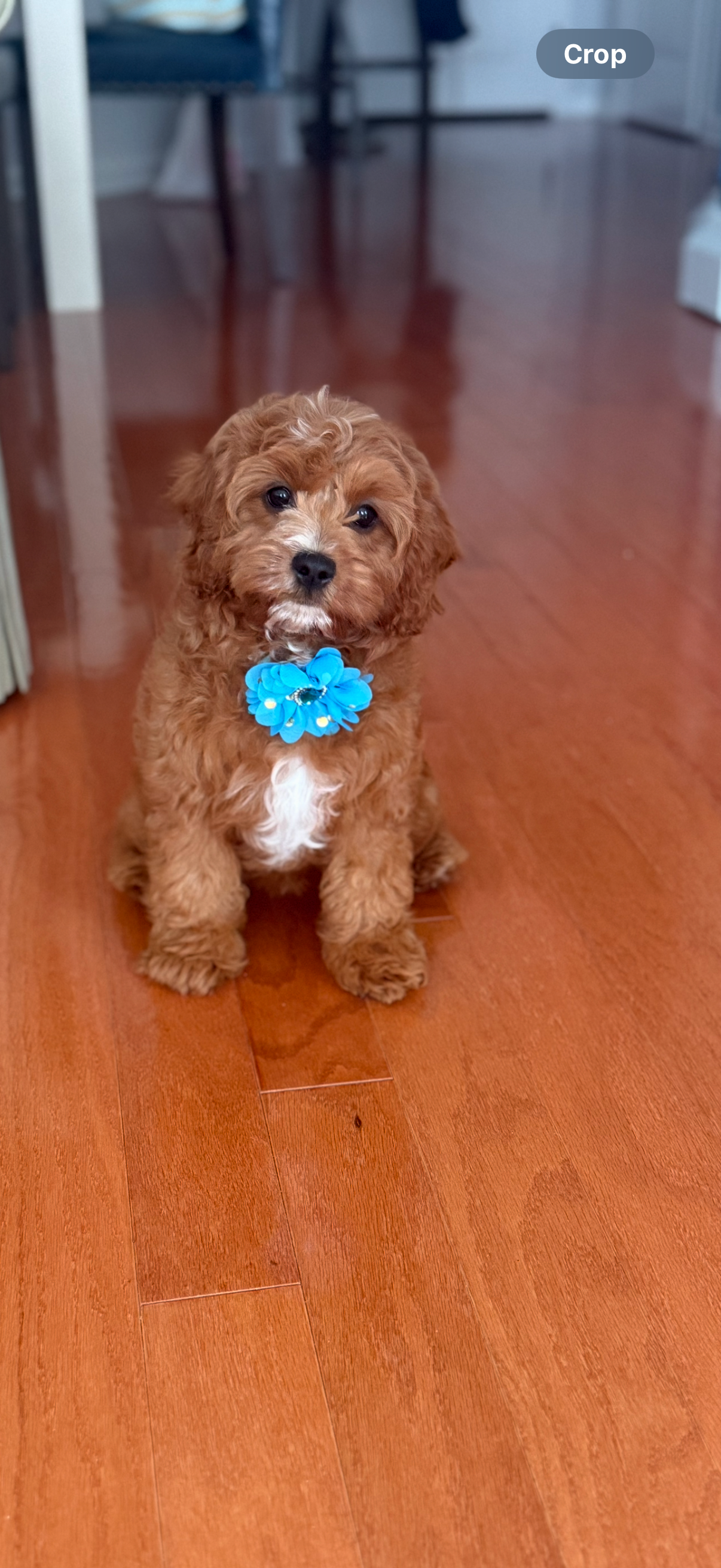 Popular Cavapoo Poodle Mix Pup
