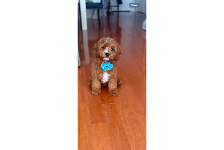 Popular Cavapoo Poodle Mix Pup