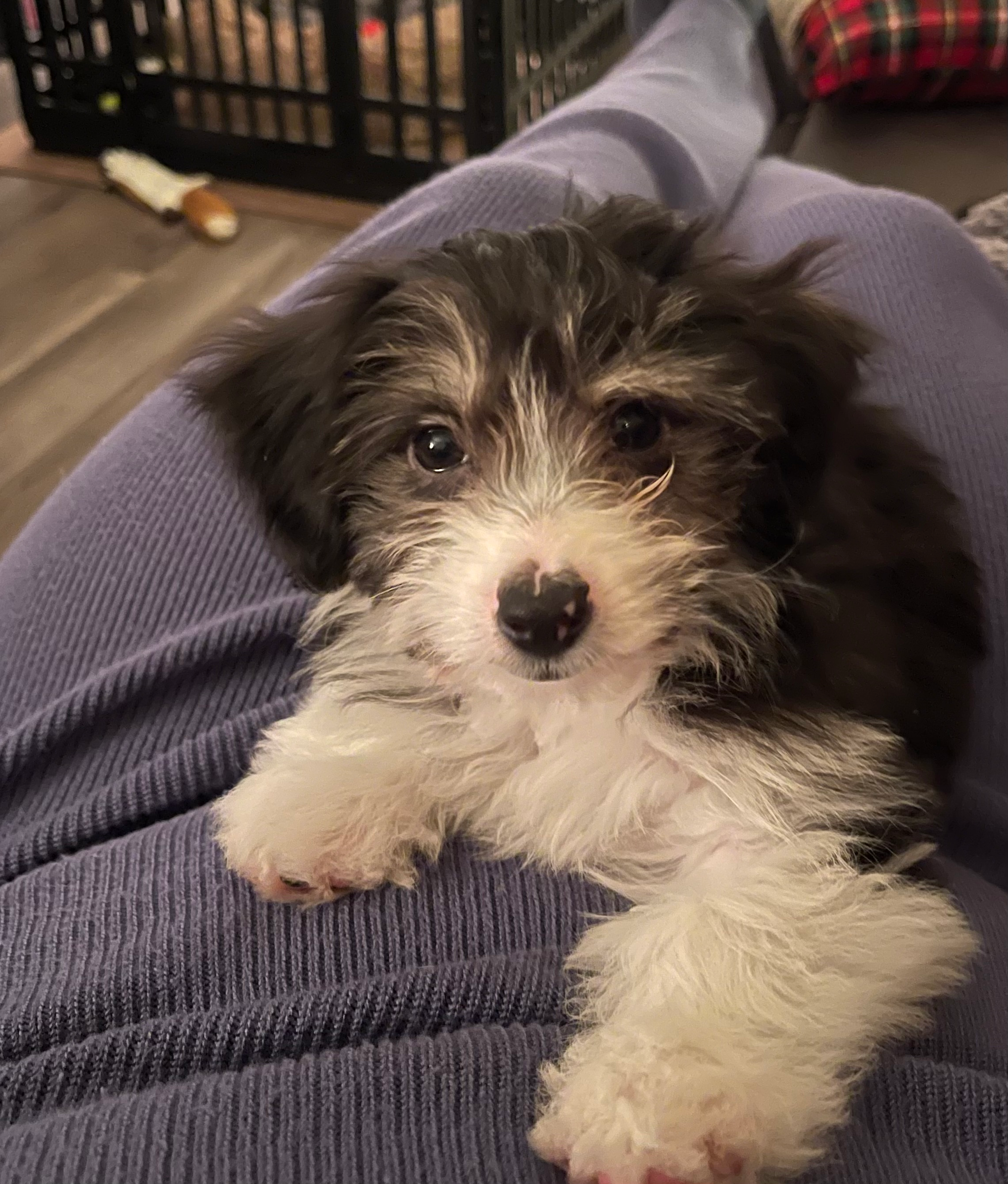 Mini Aussiedoodle Pup Being Cute