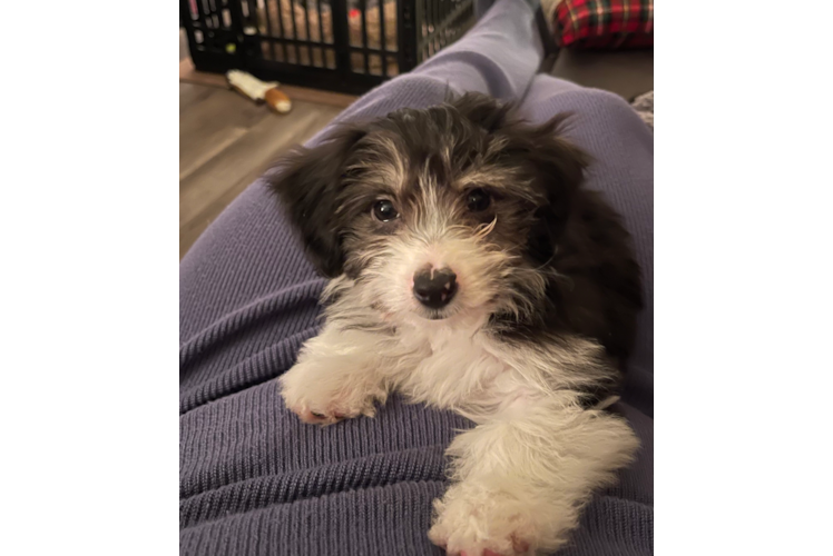 Mini Aussiedoodle Pup Being Cute