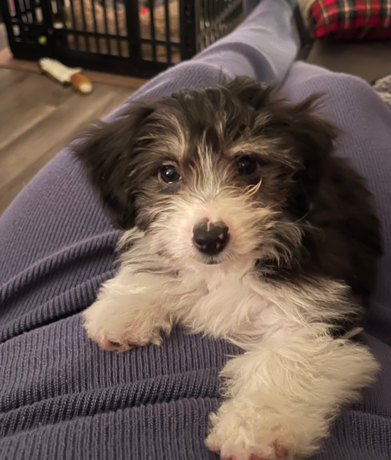 Mini Aussiedoodle