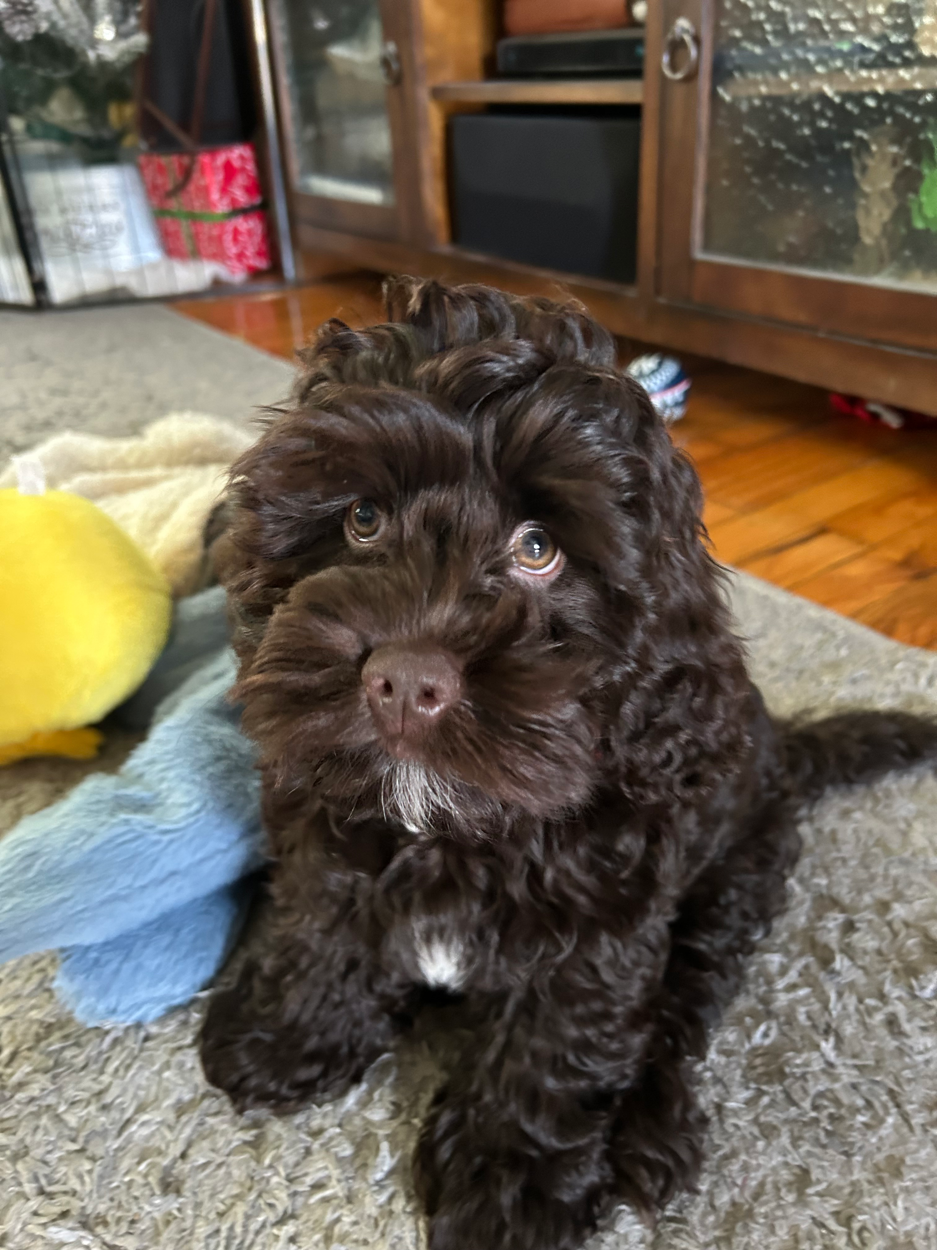Friendly Cockapoo Baby