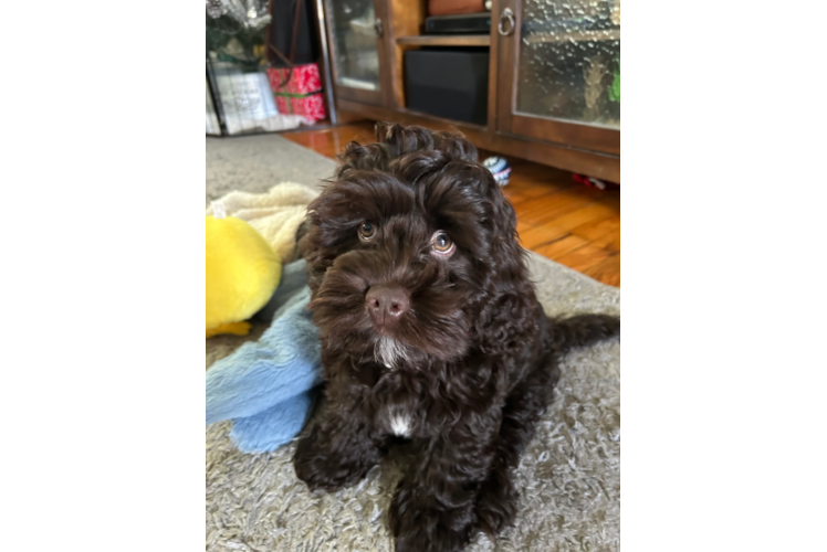 Friendly Cockapoo Baby