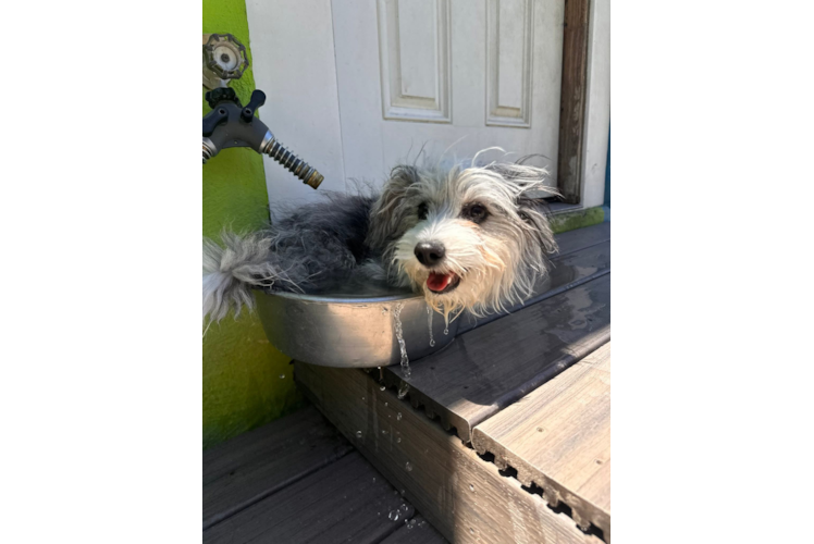 Aussiechon Puppy for Adoption