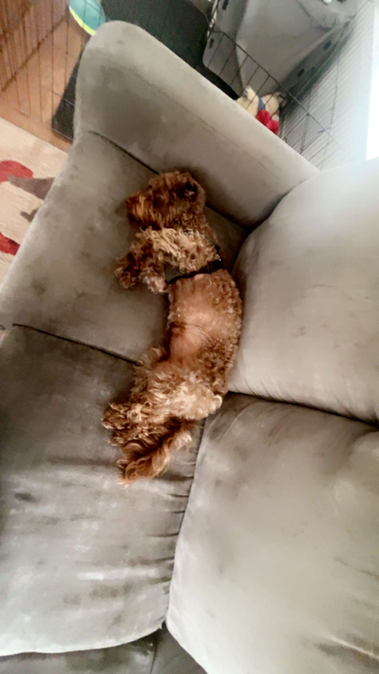 Mini Labradoodle