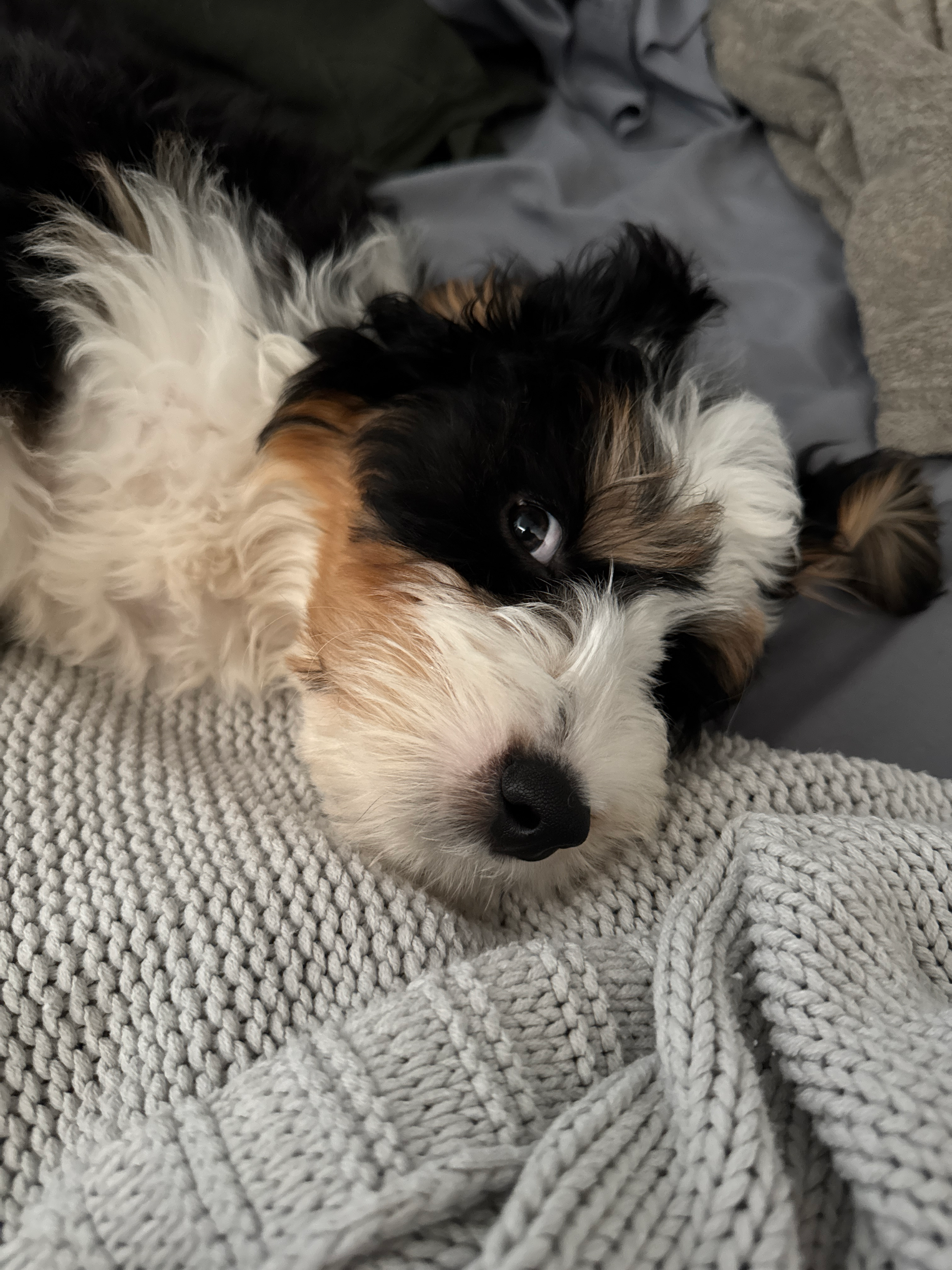 Mini Bernedoodle Puppy for Adoption