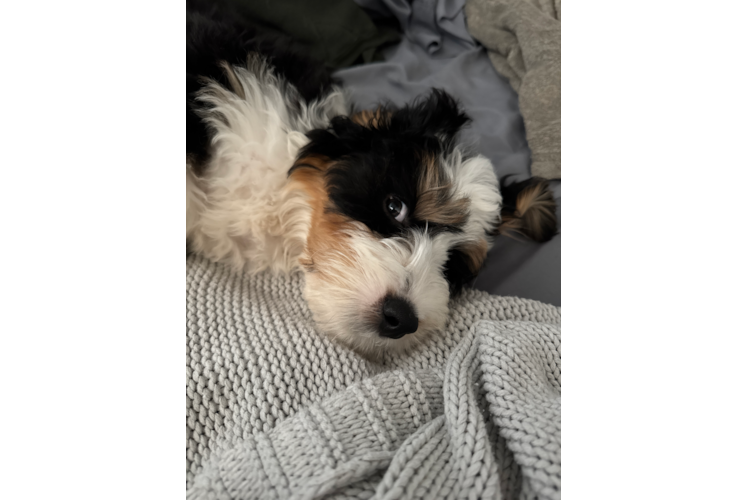 Mini Bernedoodle Puppy for Adoption