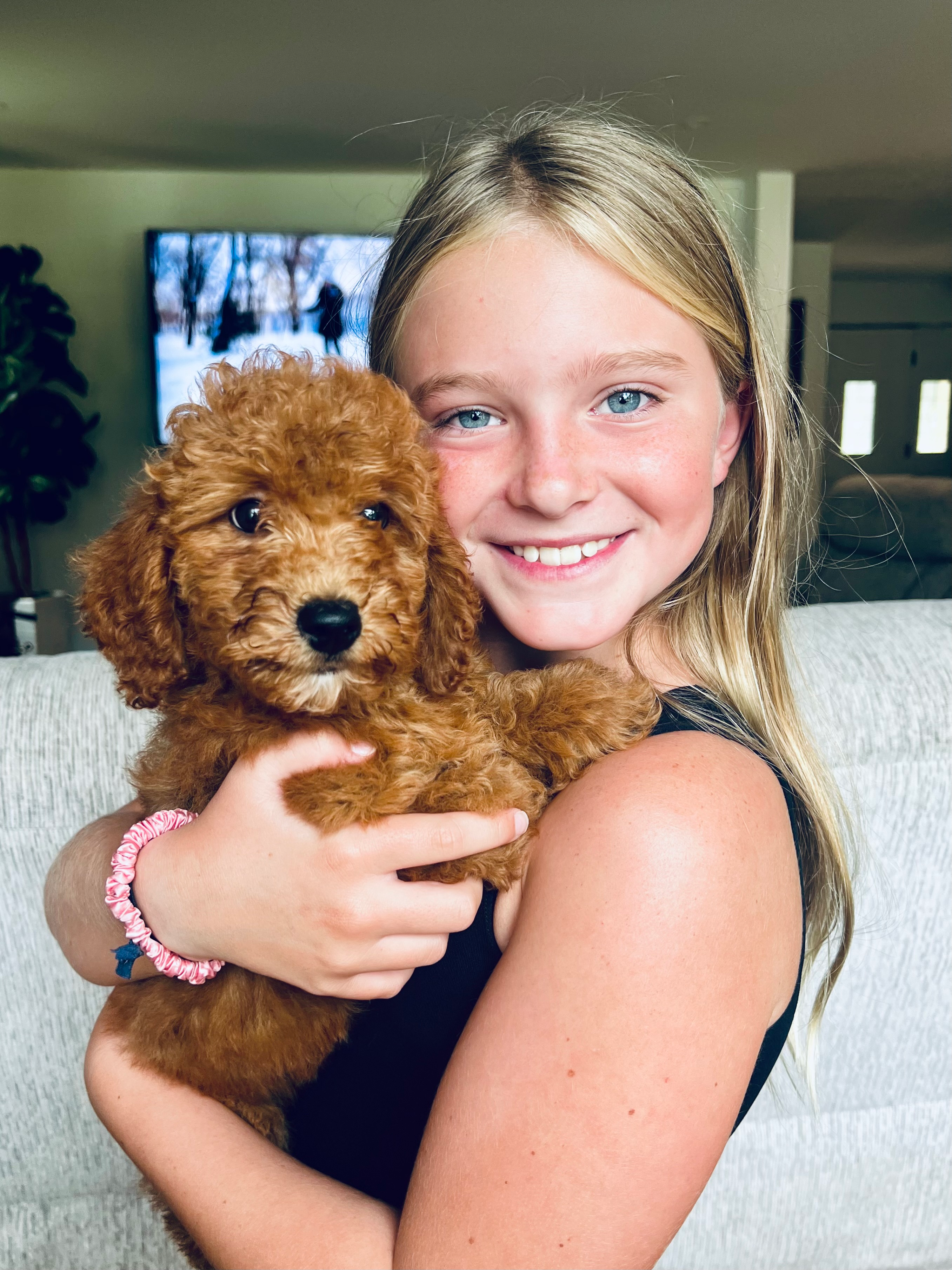 Best Mini Goldendoodle Baby