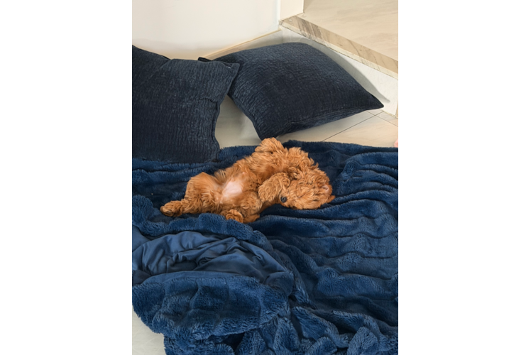 Popular Mini Goldendoodle Poodle Mix Pup