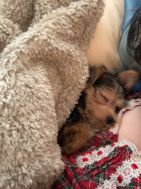 Yorkie Poo