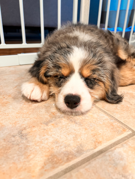 Mini Bernedoodle