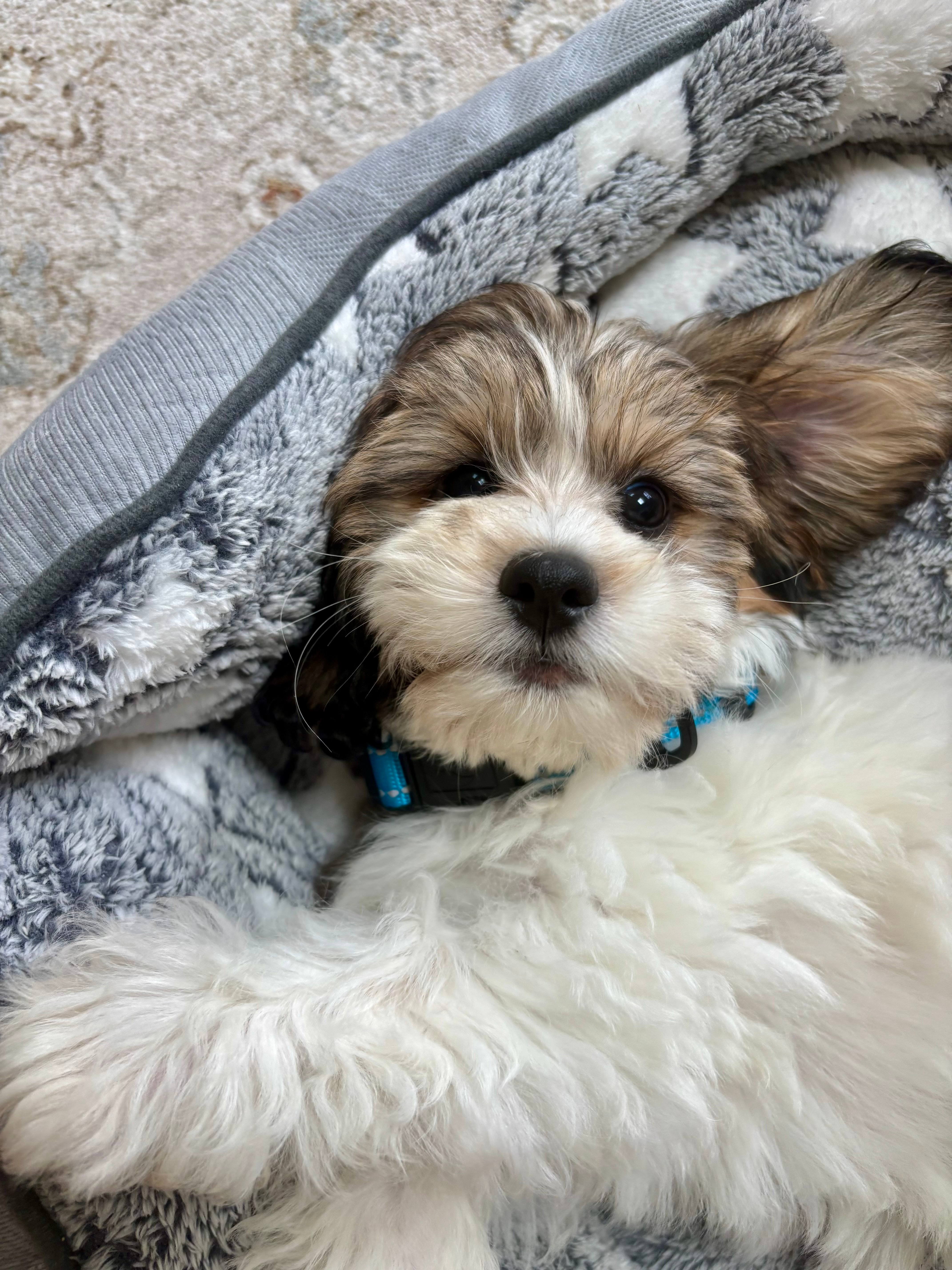 Playful Shihpoo Poodle Mix Puppy