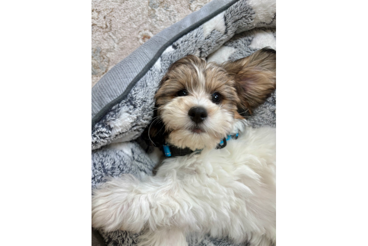 Playful Shihpoo Poodle Mix Puppy