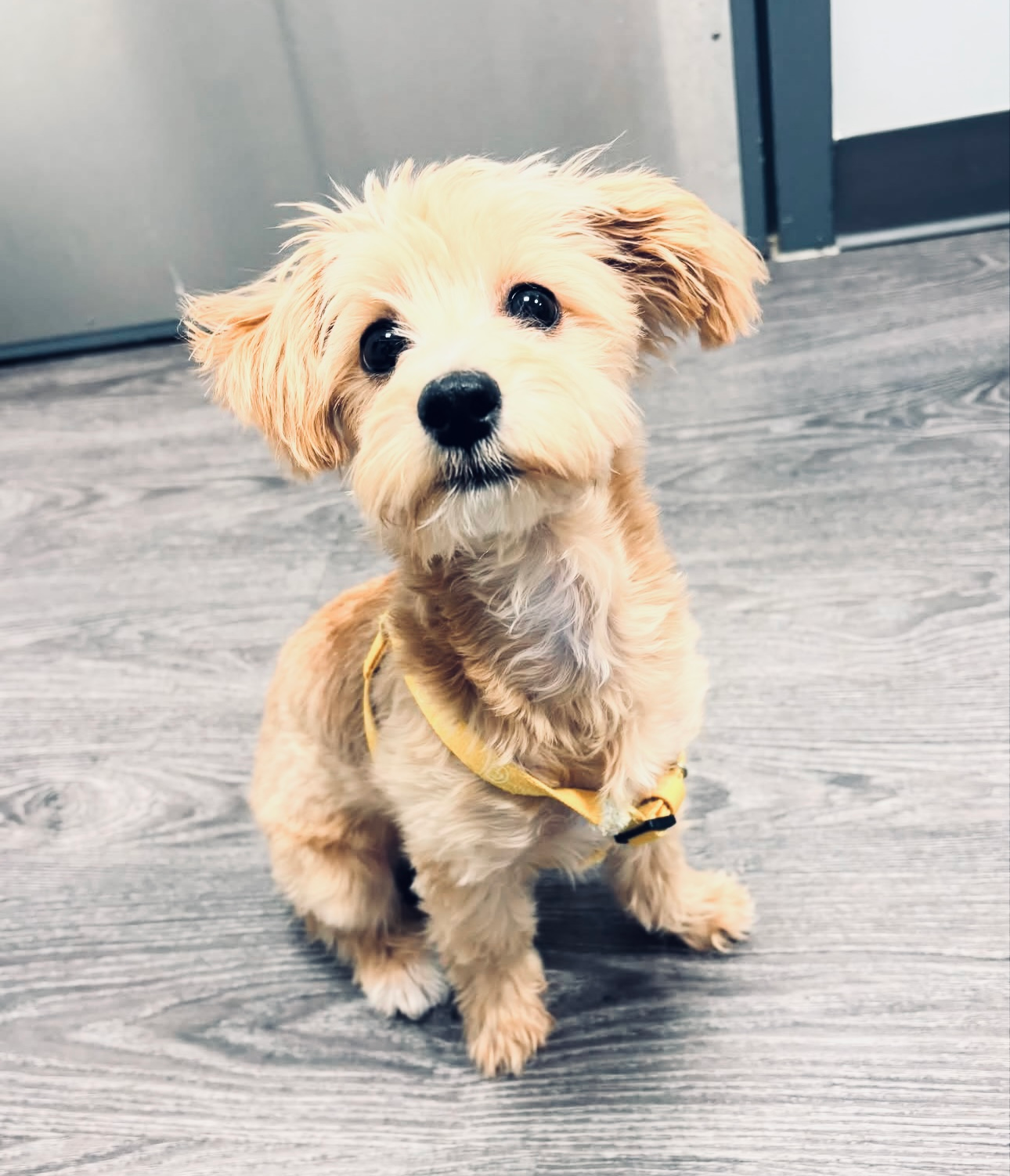 Hypoallergenic Maltese Poodle Poodle Mix Puppy