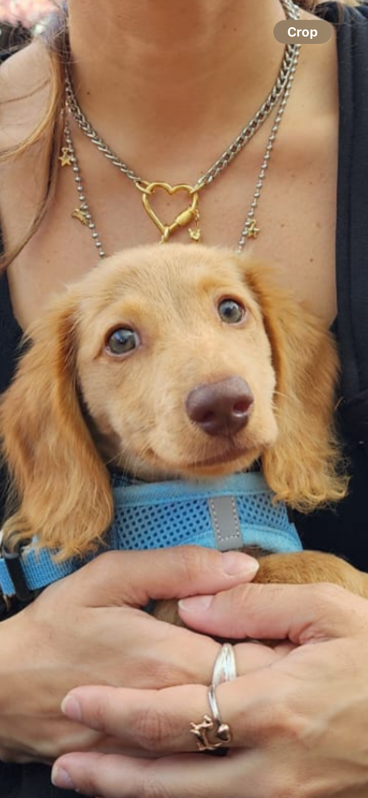 Dachshund Pup Being Cute