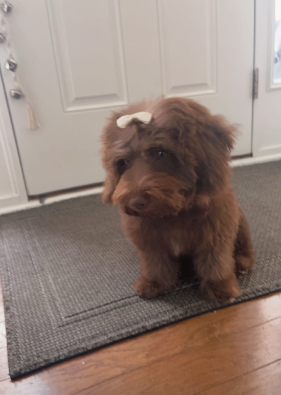 Mini Labradoodle