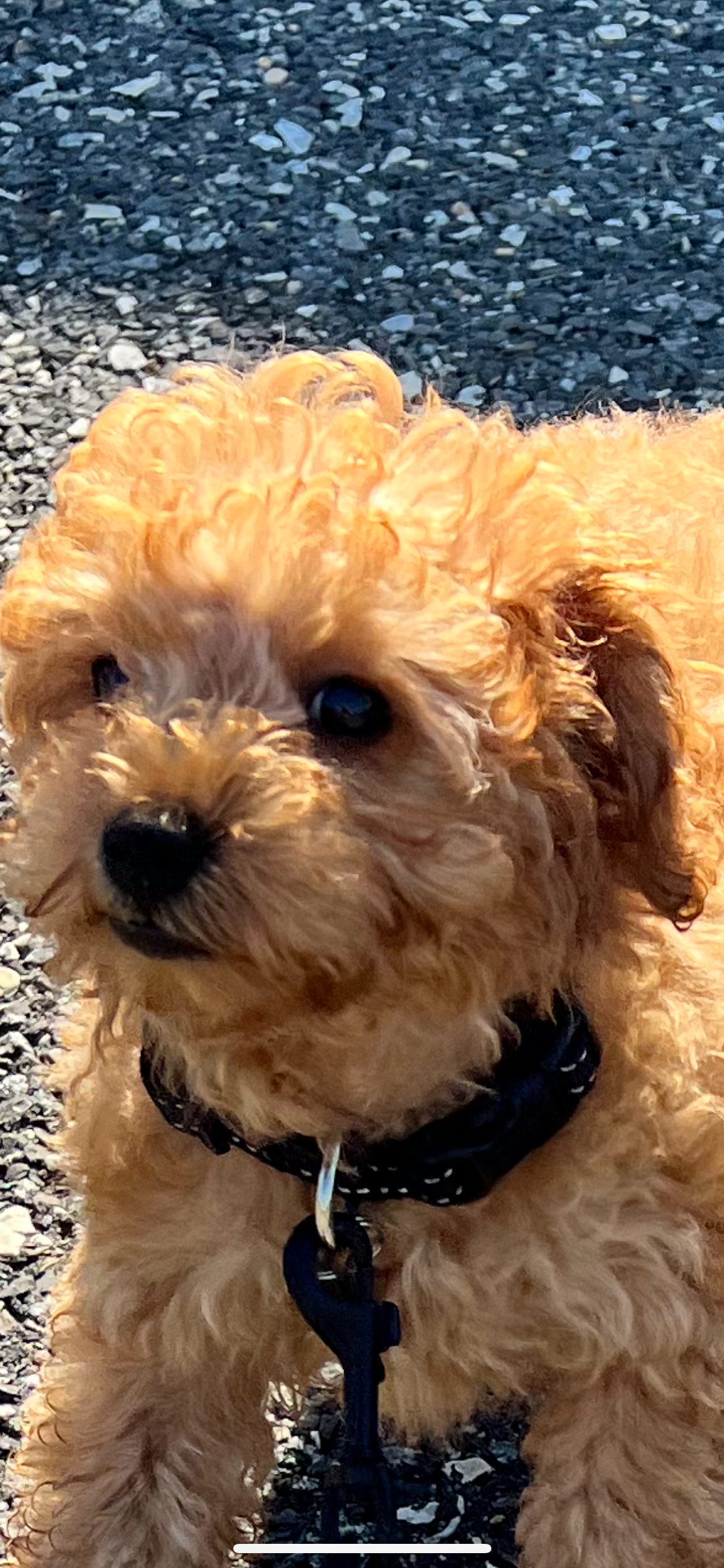 Cavapoo Puppy for Adoption